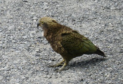 DSC07977kea.jpg