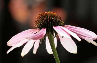 Purple Coneflower