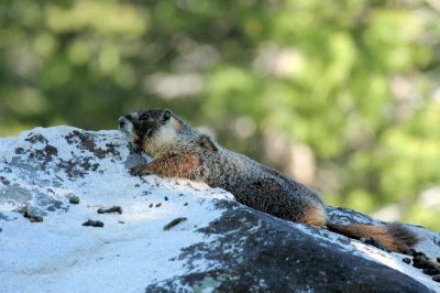 Yellow-Bellied Marmot