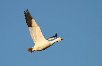 Flying Snow Goose