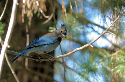 Steller's Jay