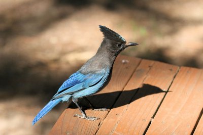 Steller's Jay