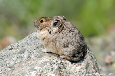 American Pika