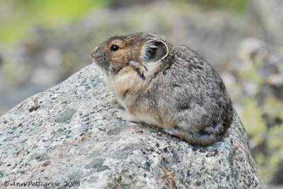 American Pika