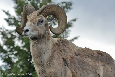 Bighorn Ram