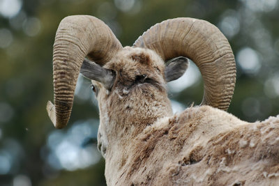 Bighorn Ram