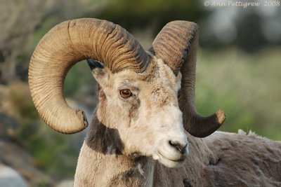 Bighorn Ram