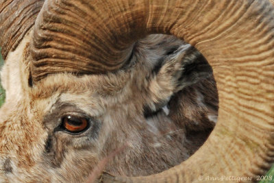 Bighorn Ram