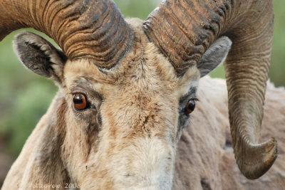 Bighorn Ram