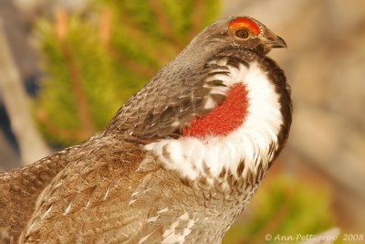 Dusky Grouse