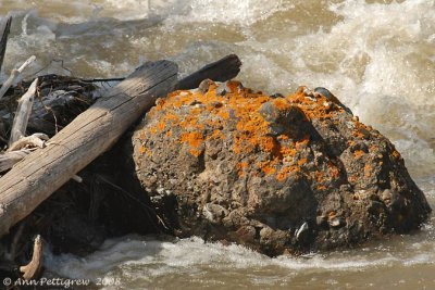 Gardiner River Rapids