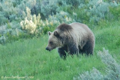 Grizzly in Lamar Valley