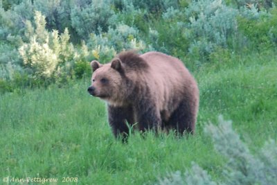 Grizzly in Lamar Valley