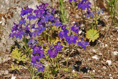 Larkspur