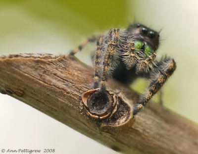 Bold Jumper (Male)