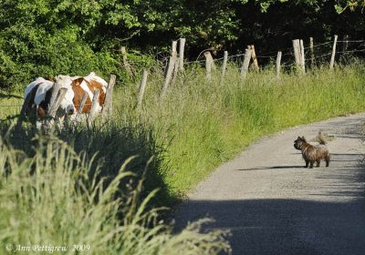 Angus-on-Patrol-2107.jpg