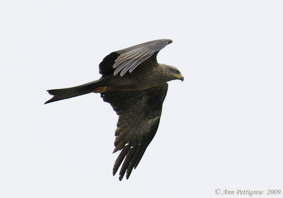 Black Kite