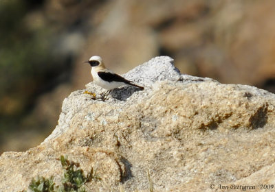 Black-eared Wheatear-2678