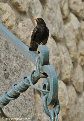 Blackbird-Male