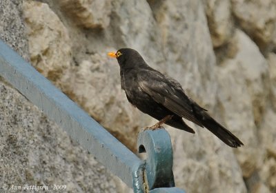 Blackbird-Male