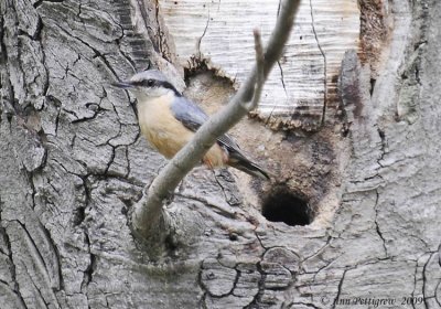 Eurasian Nuthatch-2538