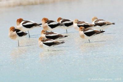 American Avocets