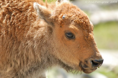 Bison Calf