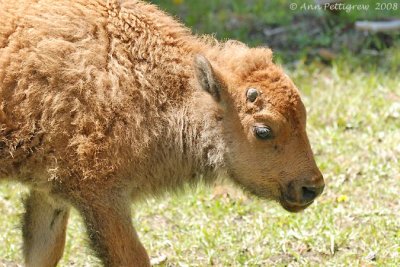 Bison Calf