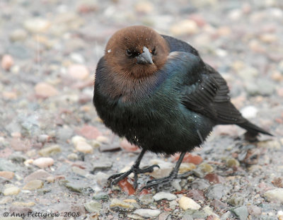 Brown-headed Cowbird