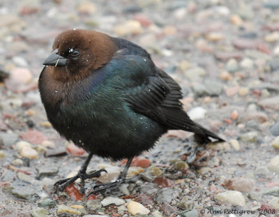 Brown-headed Cowbird