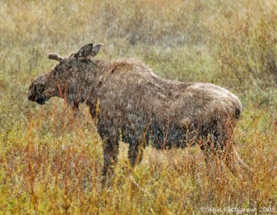 Bull Moose in Snow