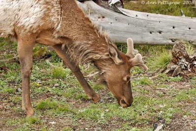 Elk