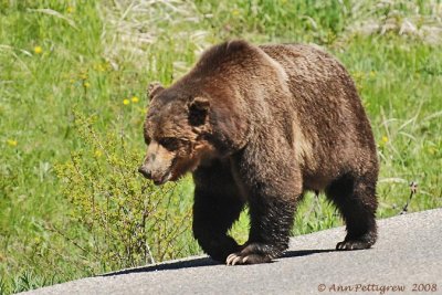 Scarface, a famous grizzly in Yellowstone.