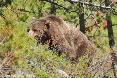 Scarface, a famous grizzly in Yellowstone.