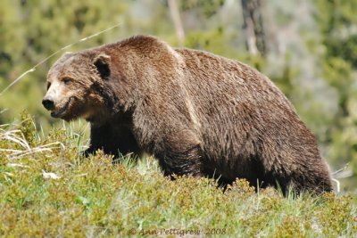 Scarface, a famous grizzly in Yellowstone.