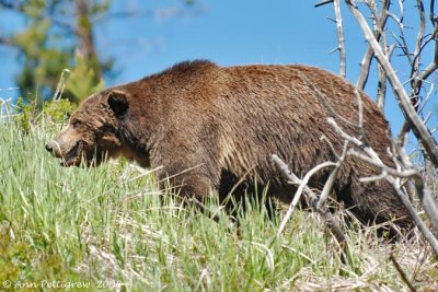 Scarface, a famous grizzly in Yellowstone.