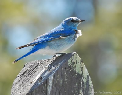 Mountain Bluebird