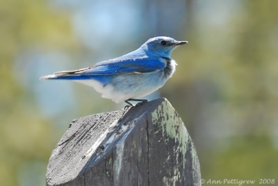 Mountain Bluebird