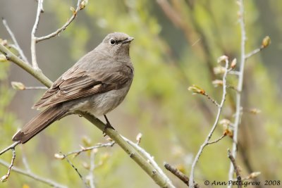 Townsend's Solitaire