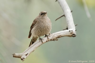 Townsend's Solitaire