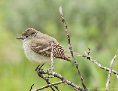 Western Wood-Pewee