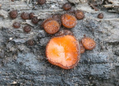 Scrutellinia  scutellata  ( Eyelash Fungus )