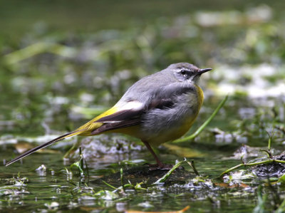 Grey Wagtail.jpg