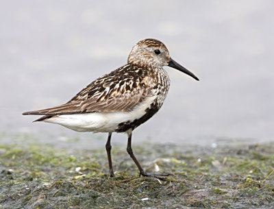 Dunlin.jpg