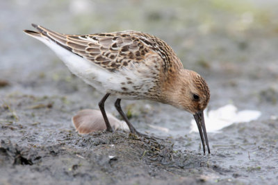 Dunlin