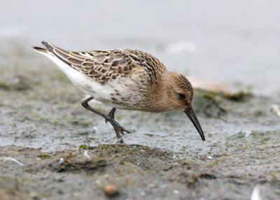 Dunlin