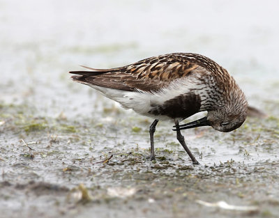 Dunlin(Calidris alpina)