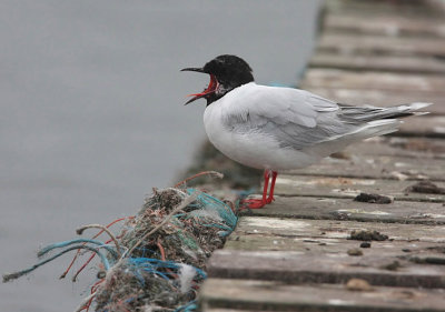 Little Gull.