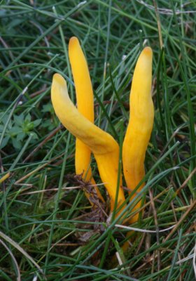 Golden spindles ( Clavulinopsis fusiformis )