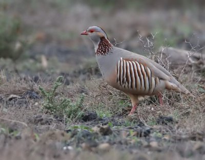 Barbary Partridge